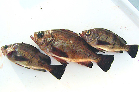 メバル（春告魚）を追う vol.2 釣果写真